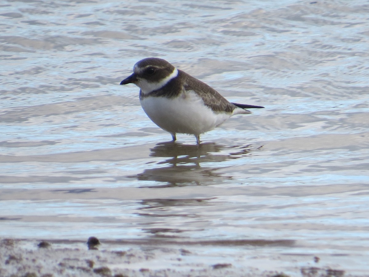 Semipalmated Plover - ML642827324