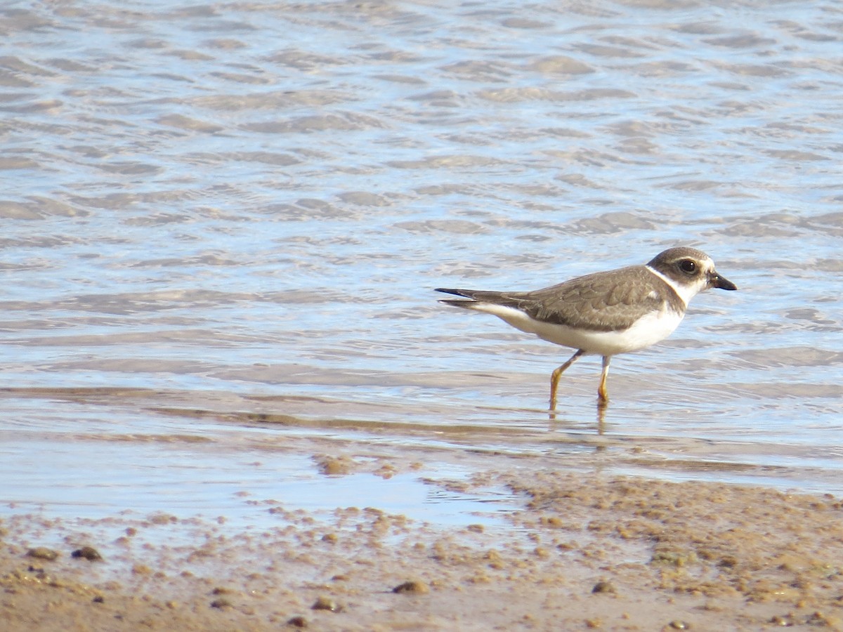 Semipalmated Plover - ML642827325