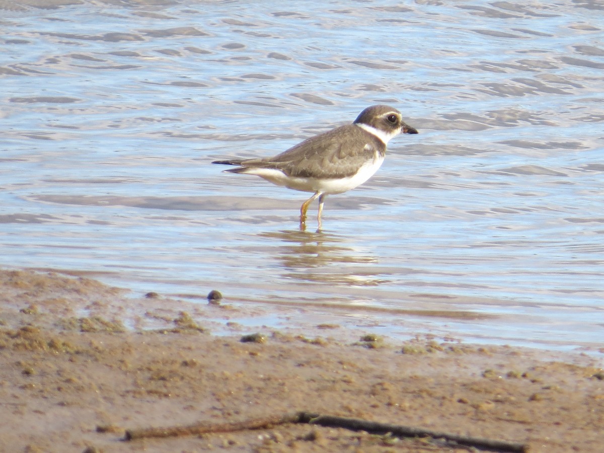 Semipalmated Plover - ML642827326