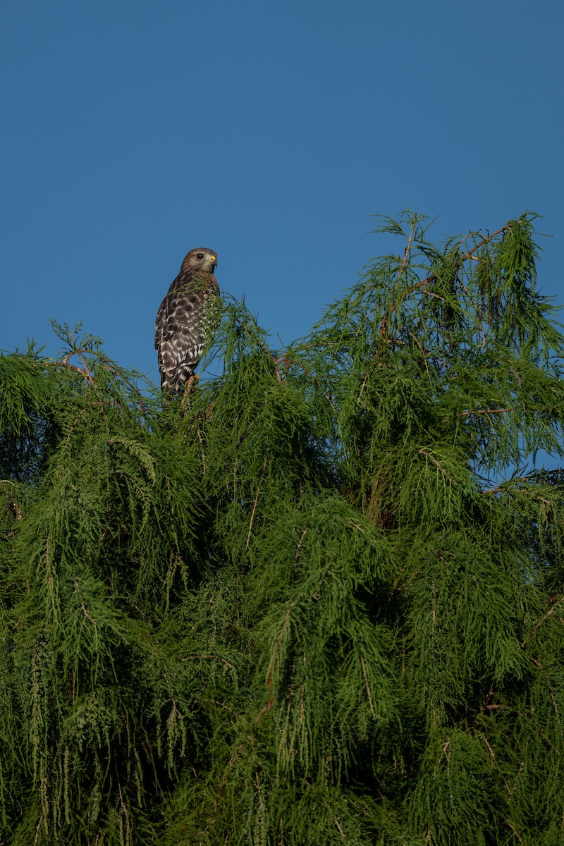 Red-shouldered Hawk - ML642827328