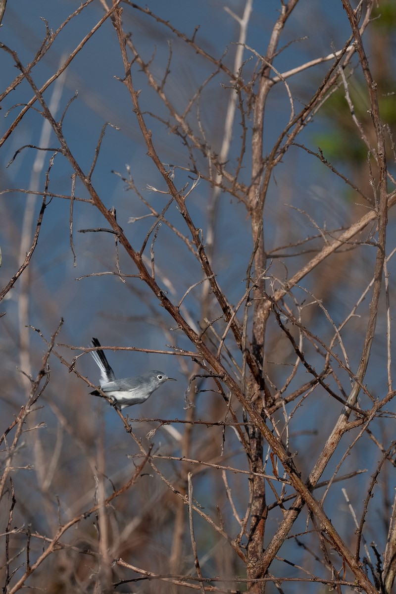 Blue-gray Gnatcatcher - ML642827338