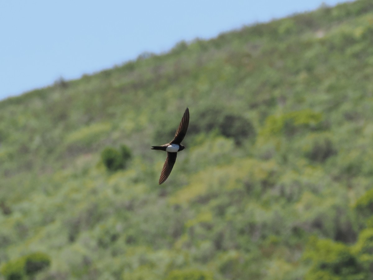 Alpine Swift - ML642827342