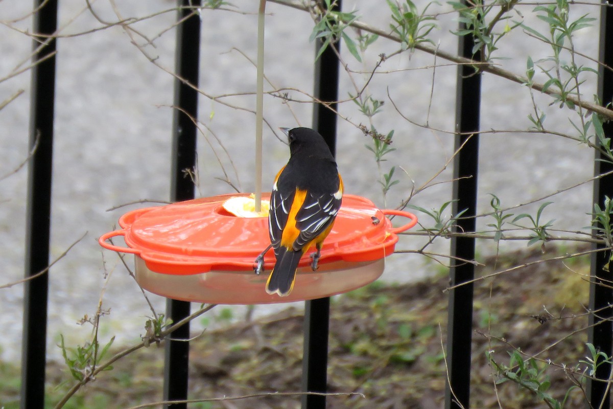 Baltimore Oriole - ML642827354