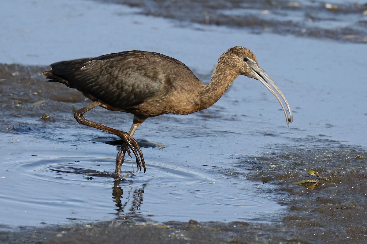 Glossy Ibis - ML642827358