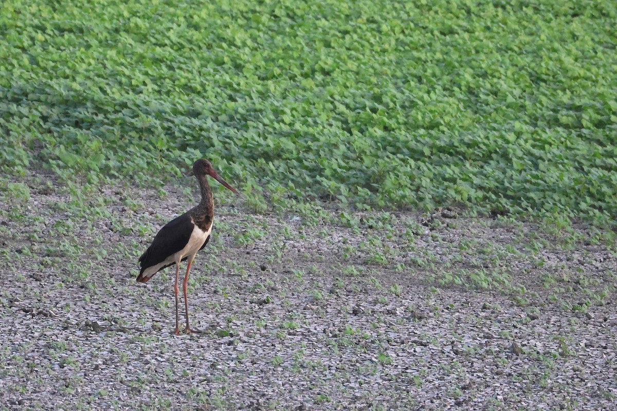 svartstork - ML642827382