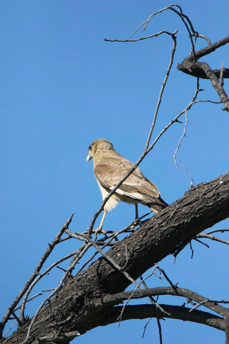 Chimango Caracara - ML642827385