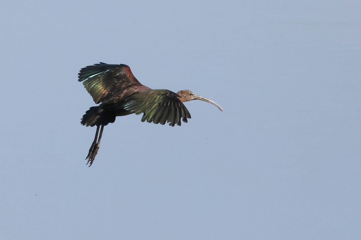 bronseibis - ML642827389