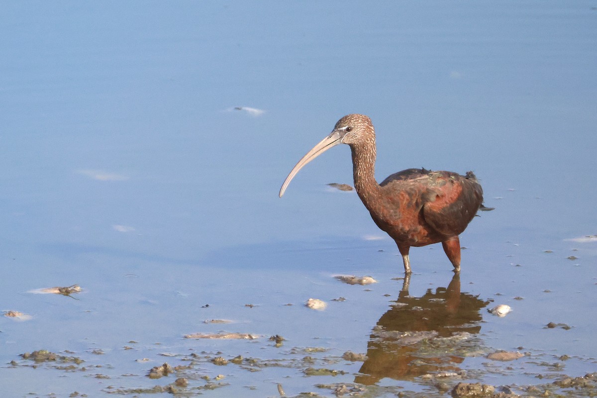 bronseibis - ML642827390