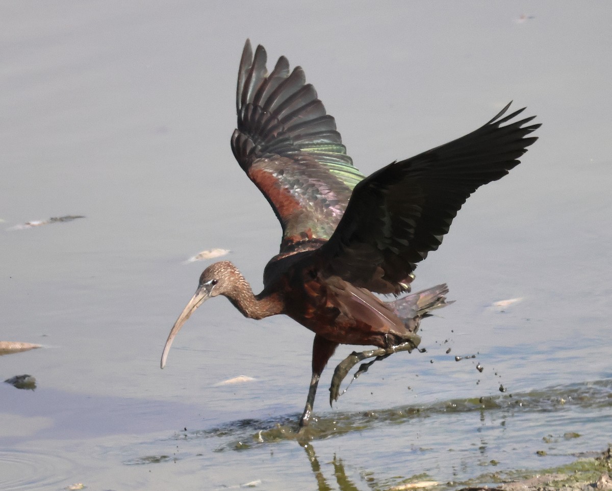 bronseibis - ML642827392