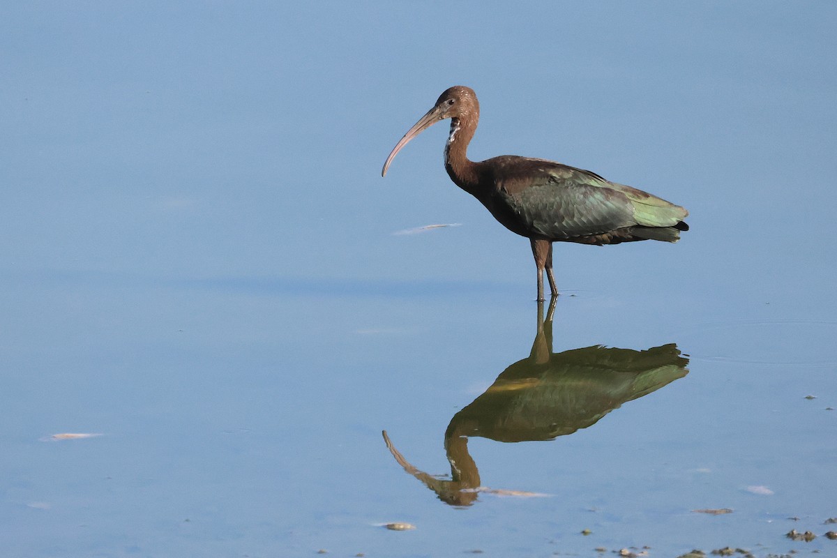 bronseibis - ML642827393
