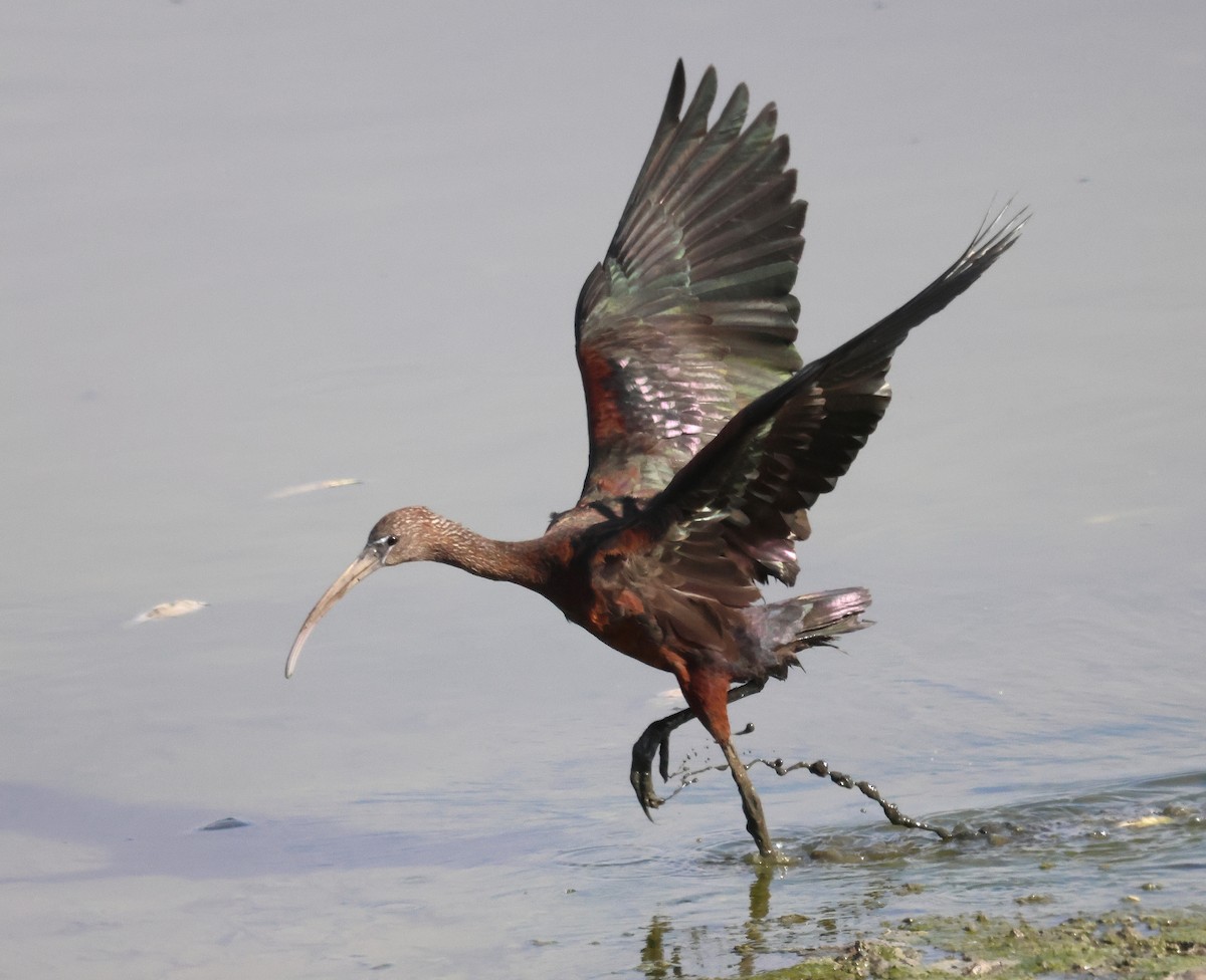 bronseibis - ML642827394