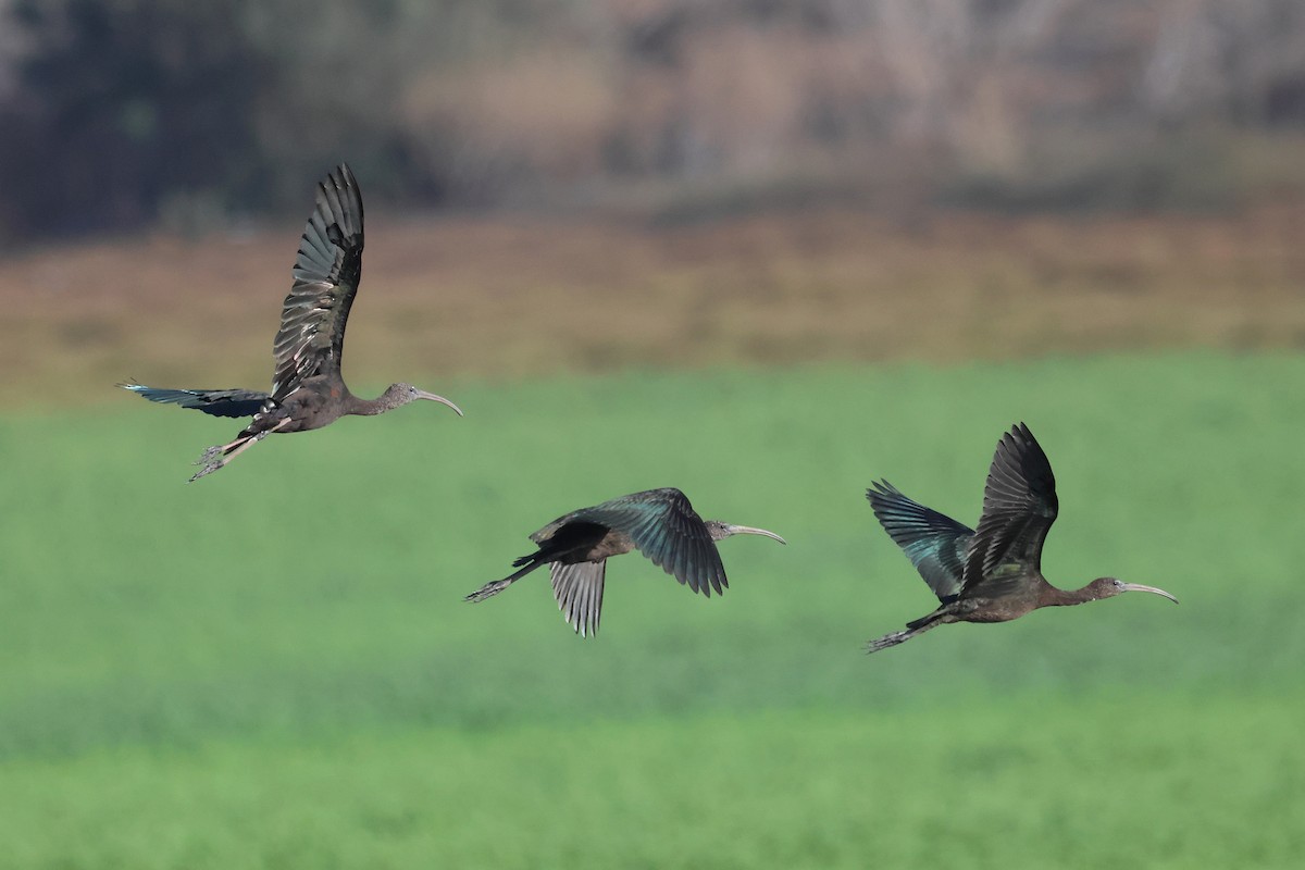 bronseibis - ML642827396