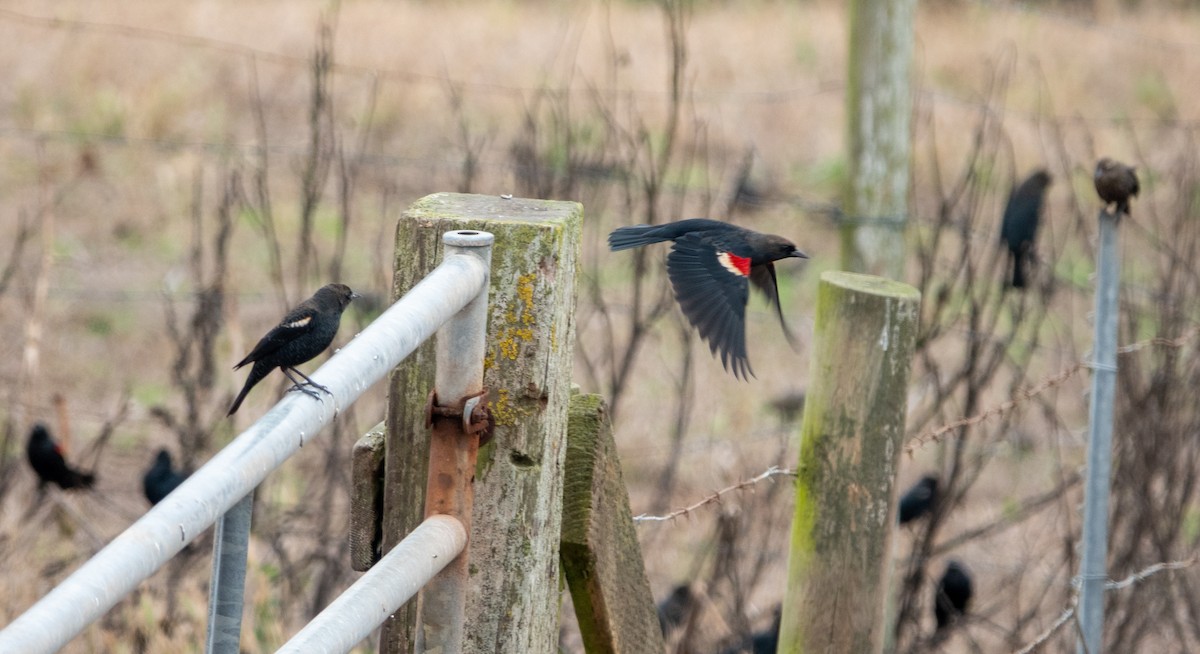 Tricolored Blackbird - ML642827409