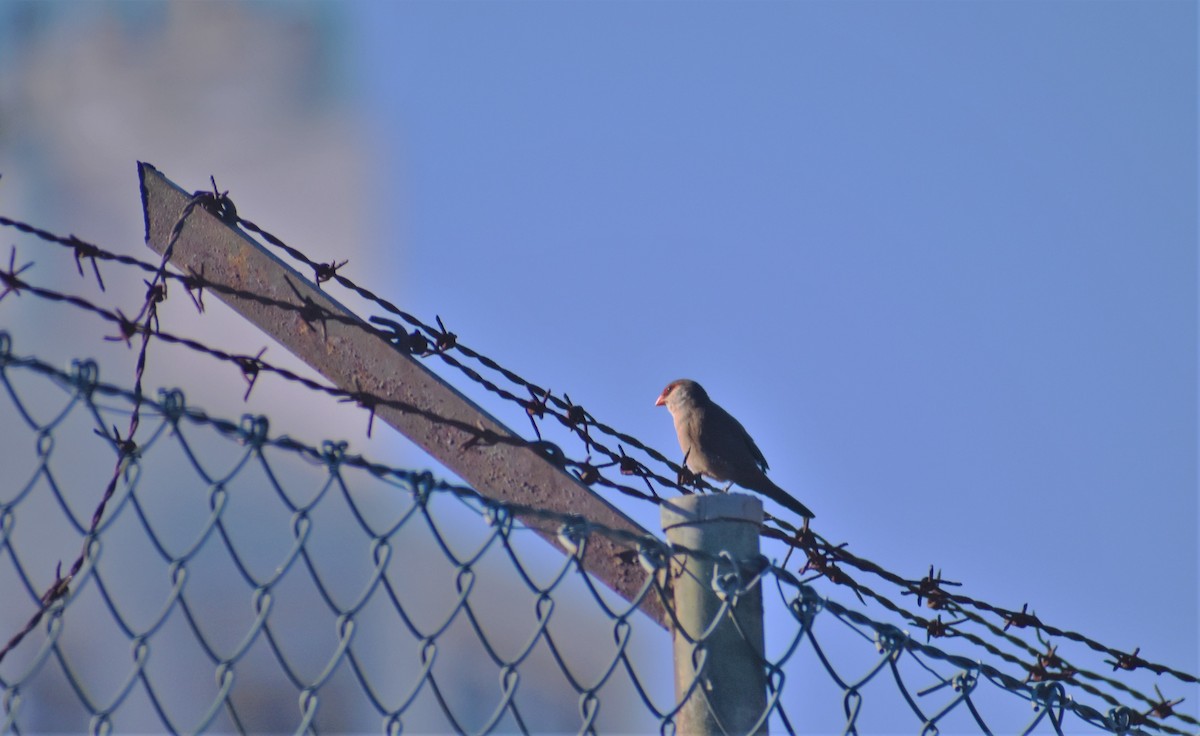 Common Waxbill - ML642827414
