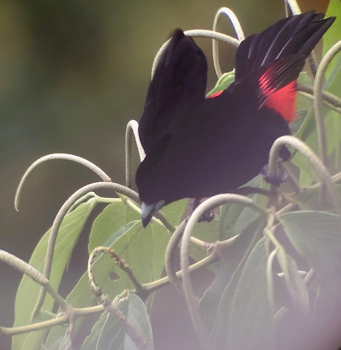 Scarlet-rumped Tanager - ML642827417