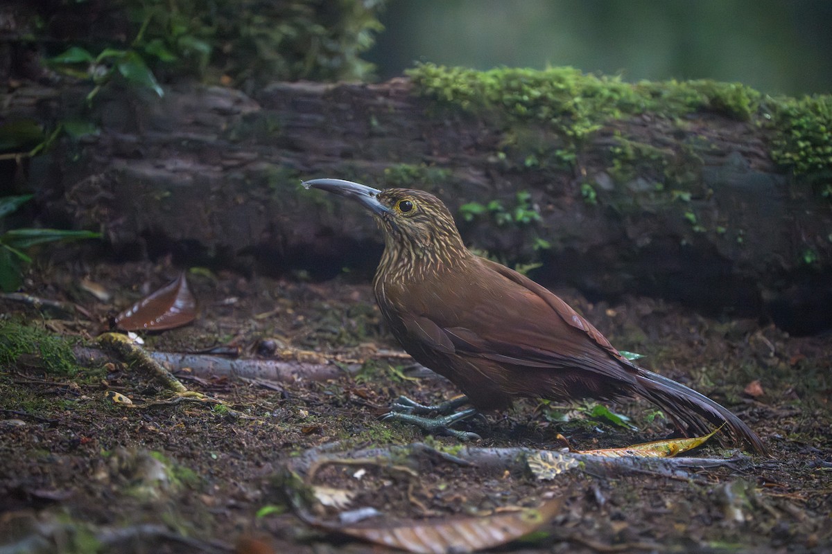 Strong-billed Woodcreeper - ML642827430