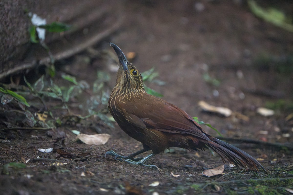 Strong-billed Woodcreeper - ML642827433