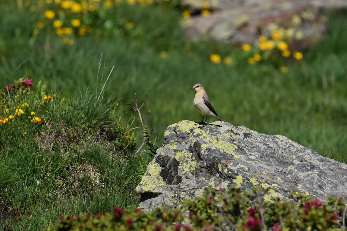 Northern Wheatear - ML642827436