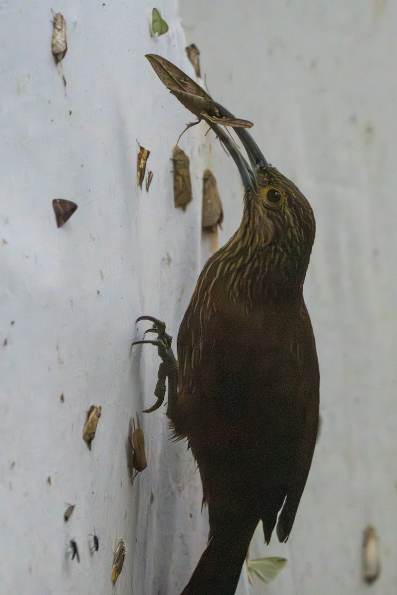 Strong-billed Woodcreeper - ML642827437