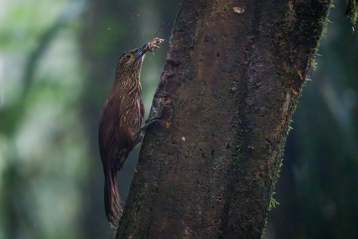 Strong-billed Woodcreeper - ML642827438