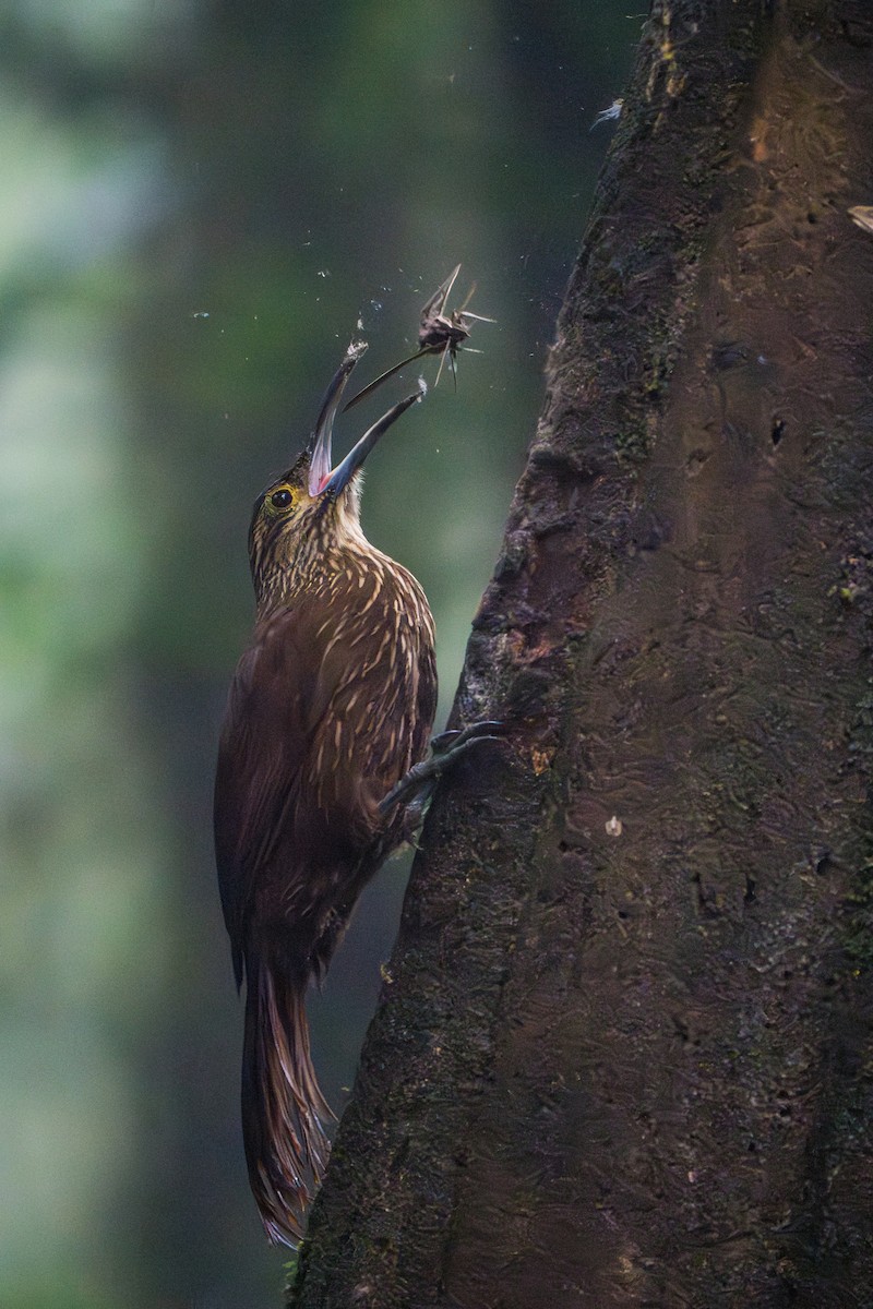 Strong-billed Woodcreeper - ML642827443