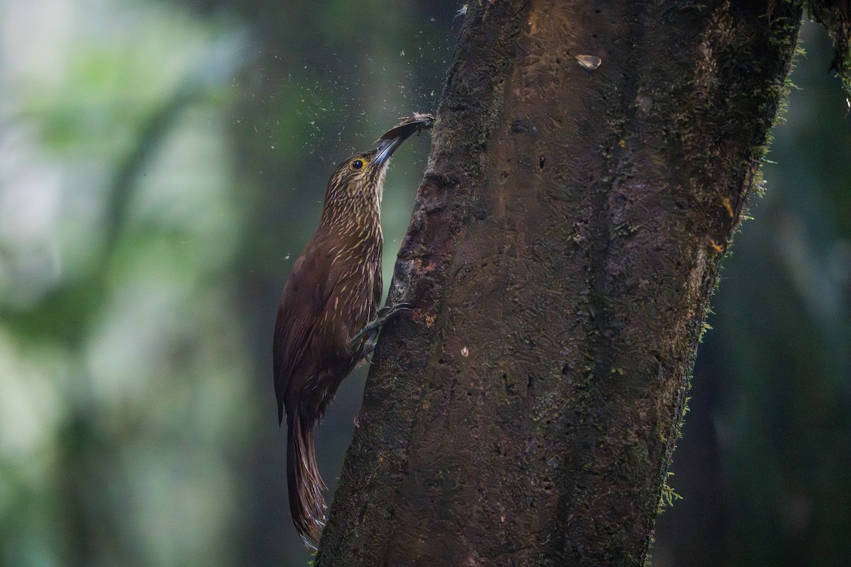 Strong-billed Woodcreeper - ML642827446
