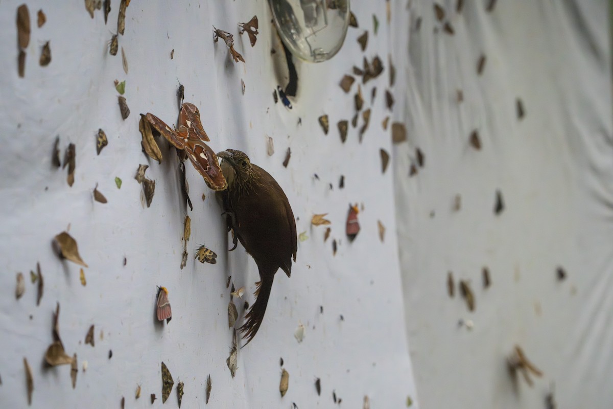 Strong-billed Woodcreeper - ML642827467