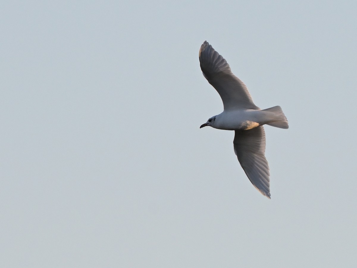 Mediterranean Gull - ML642827468