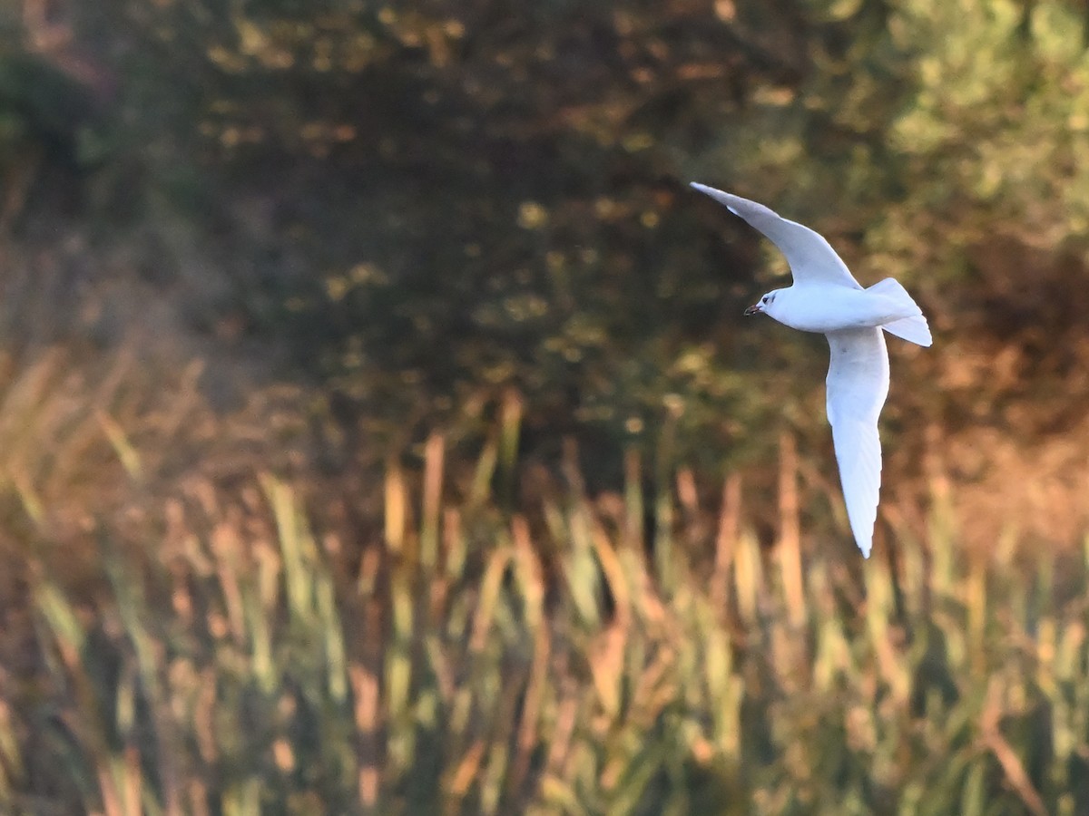 Mediterranean Gull - ML642827470
