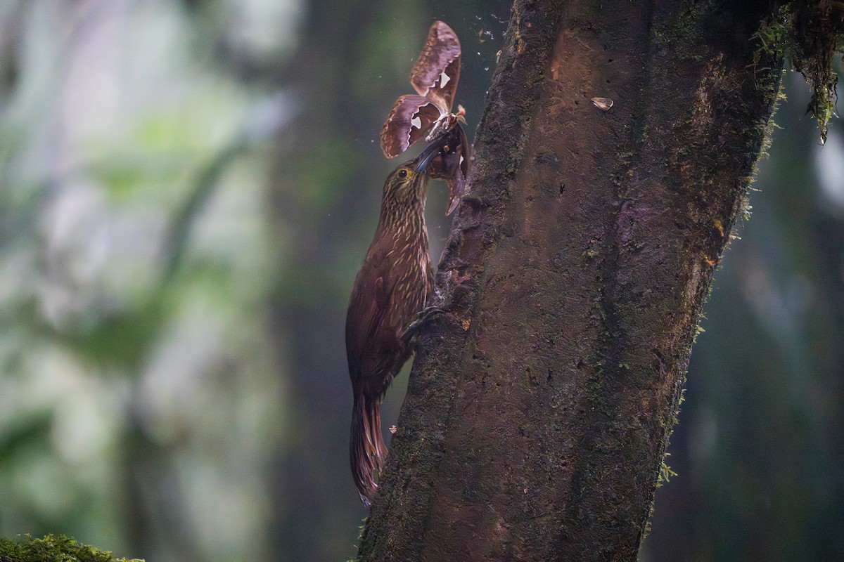 Strong-billed Woodcreeper - ML642827477