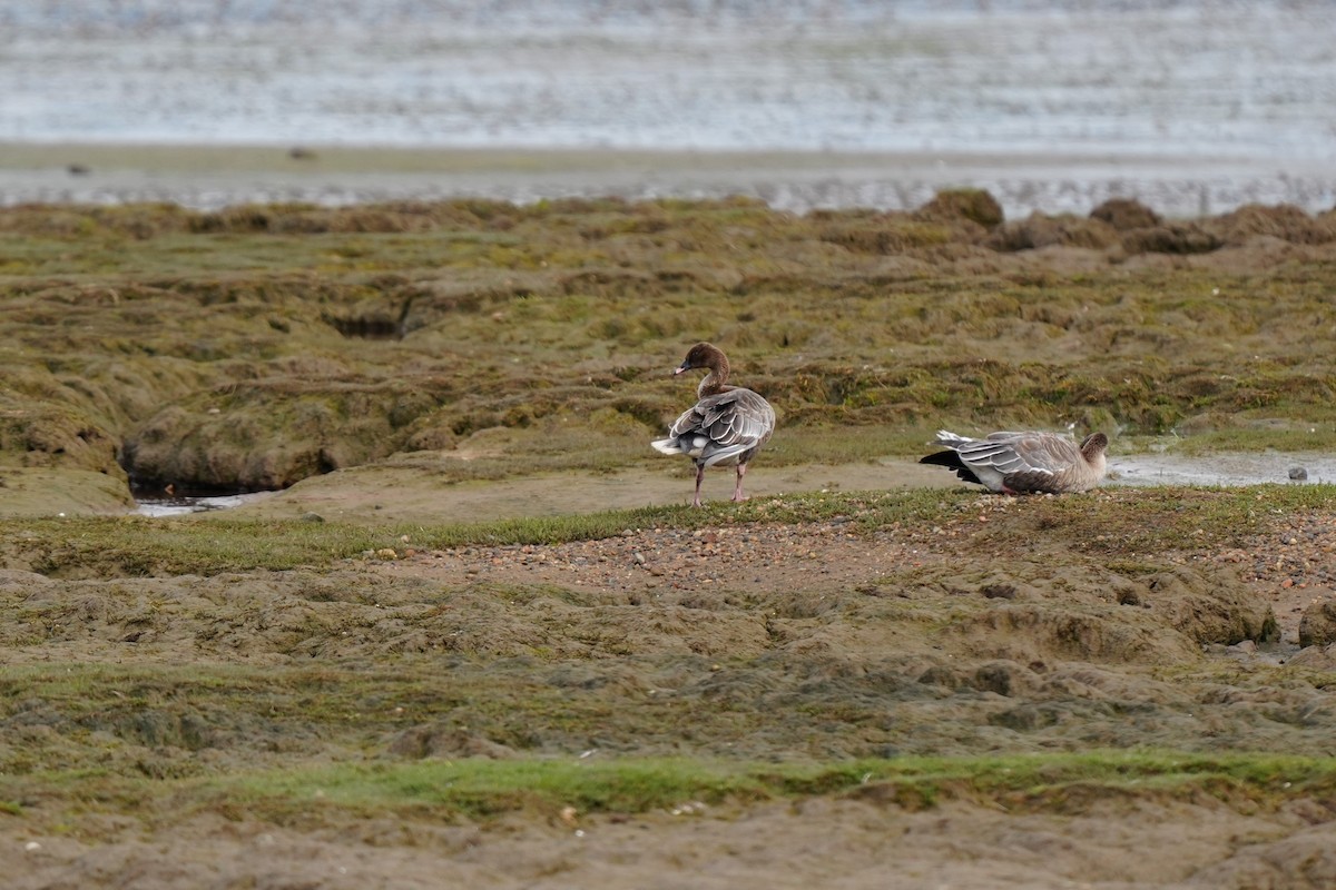 Pink-footed Goose - ML642827483