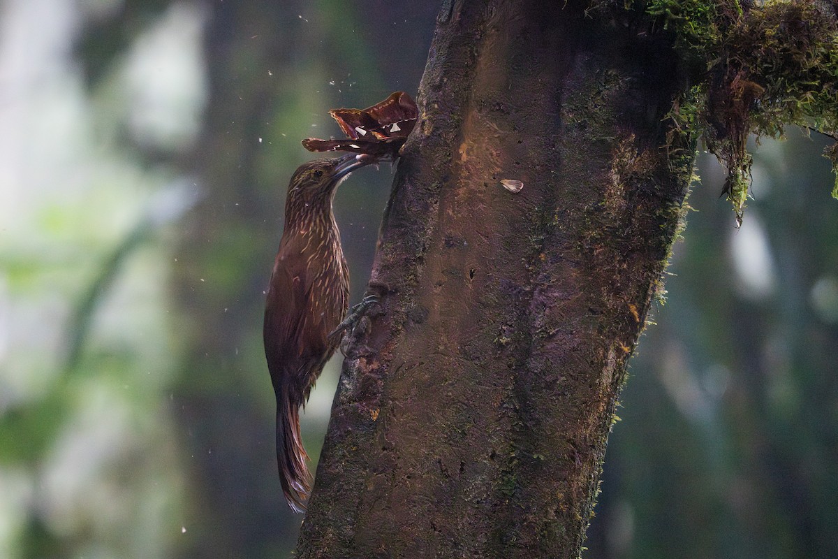 Strong-billed Woodcreeper - ML642827489