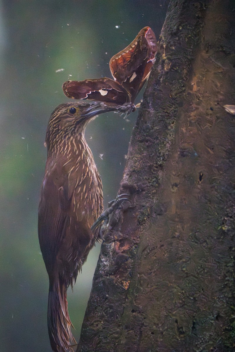 Strong-billed Woodcreeper - ML642827493