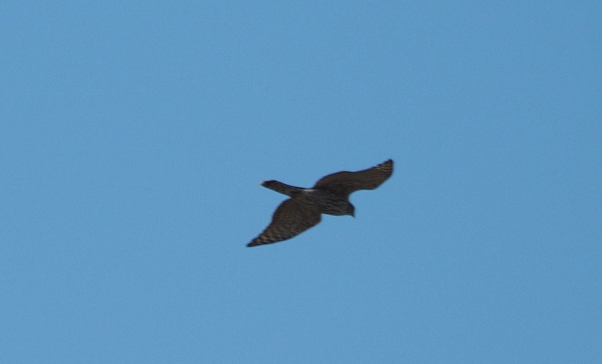 American Goshawk - ML642827494
