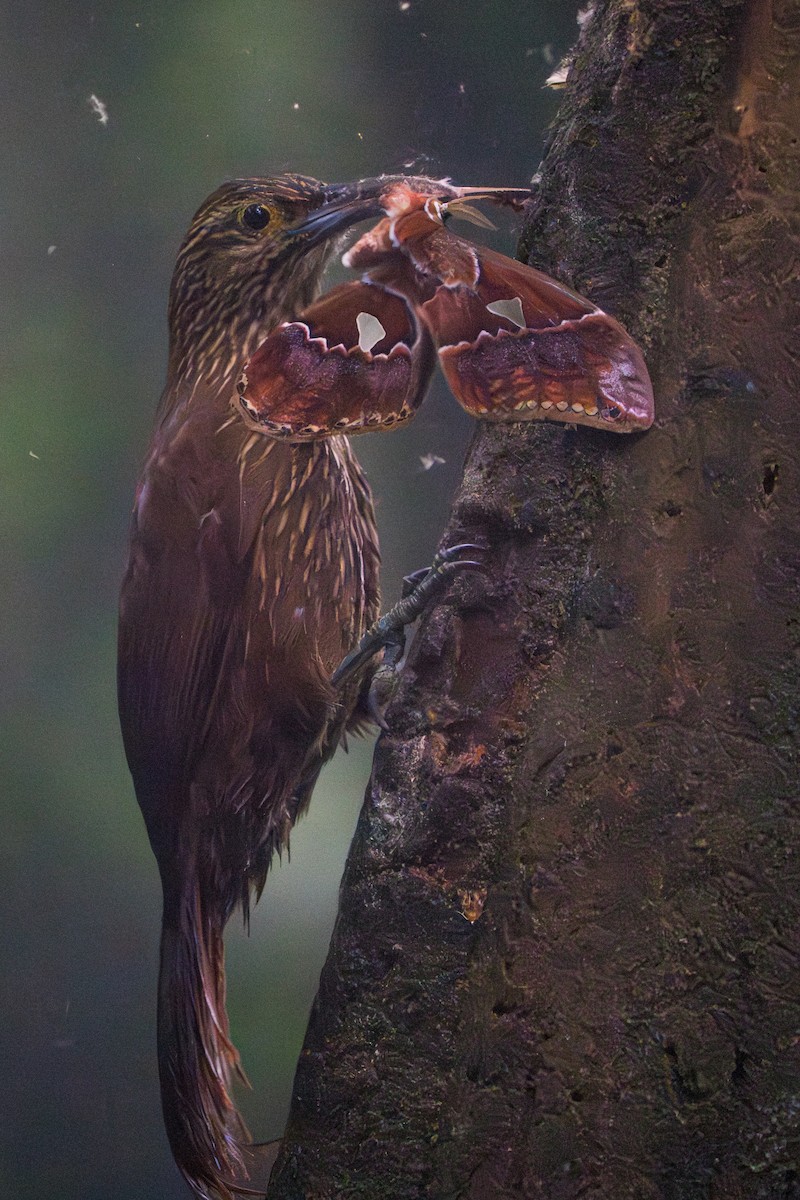 Strong-billed Woodcreeper - ML642827495