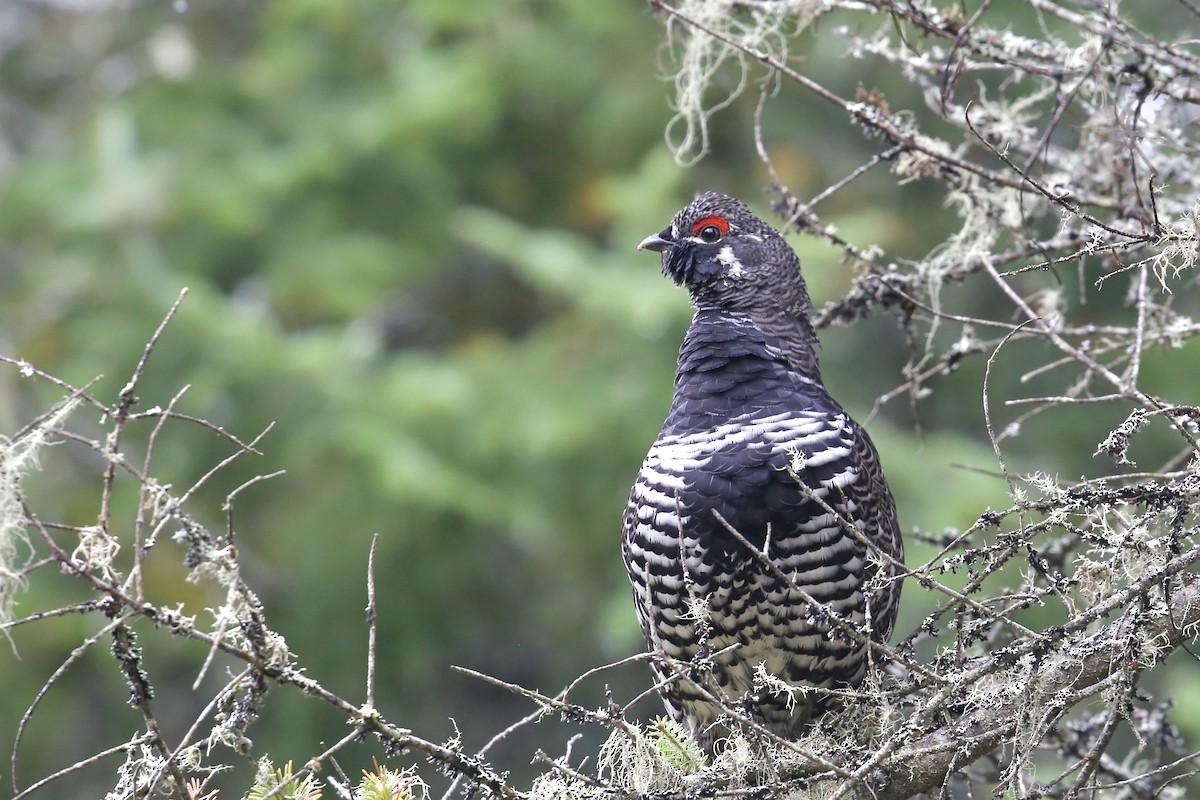 Spruce Grouse - ML642827496