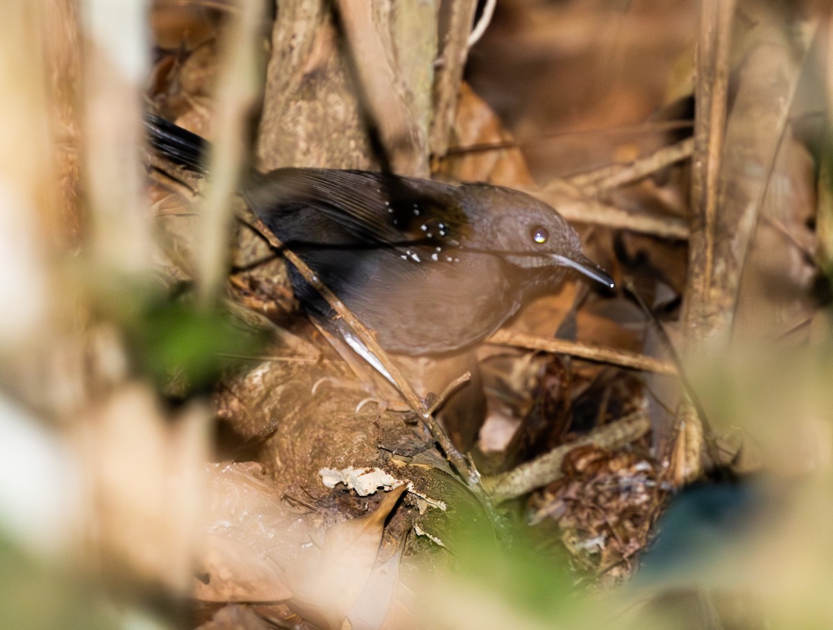 Black-throated Antbird - ML642827505