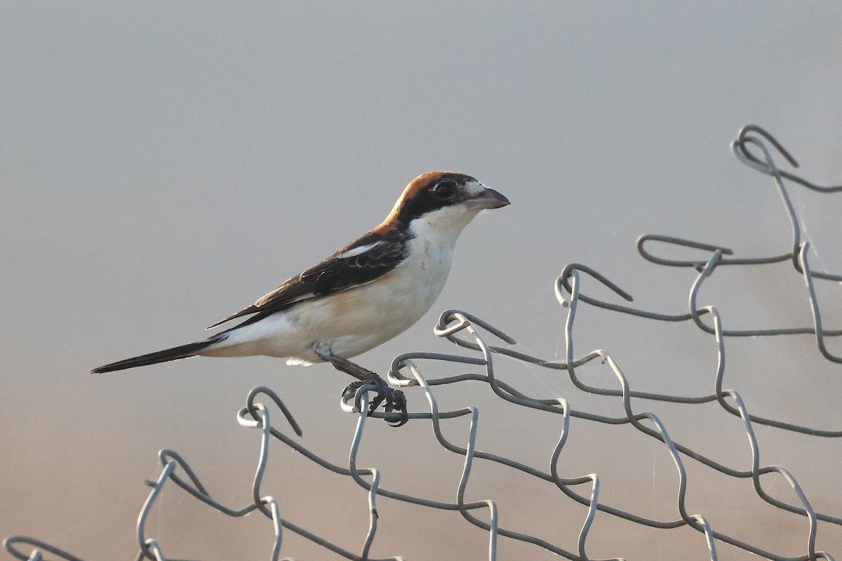 Averla capirossa - ML642827521