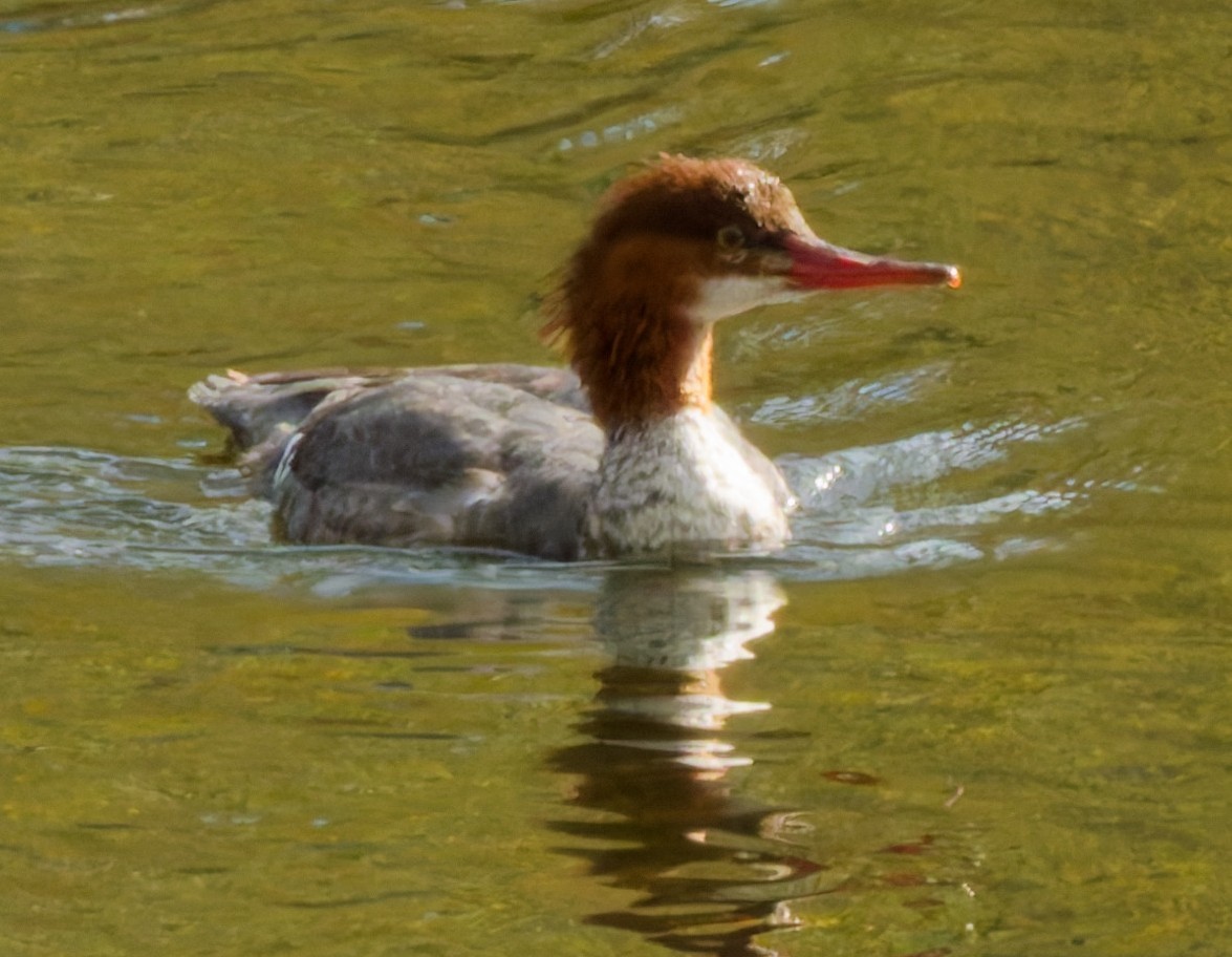 Common Merganser - ML642827525