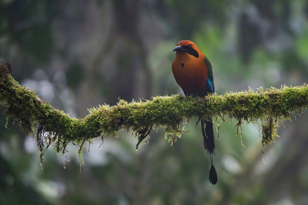 Rufous Motmot - ML642827539