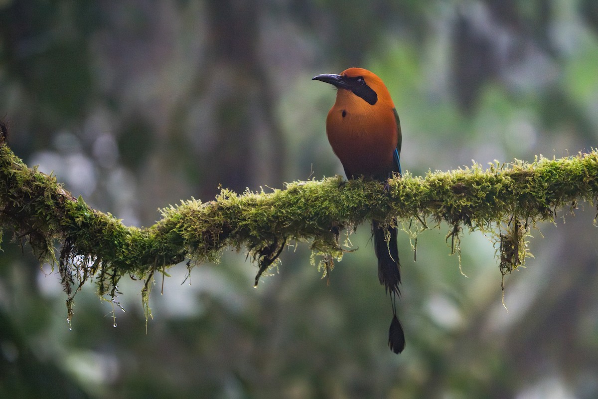 Rufous Motmot - ML642827540