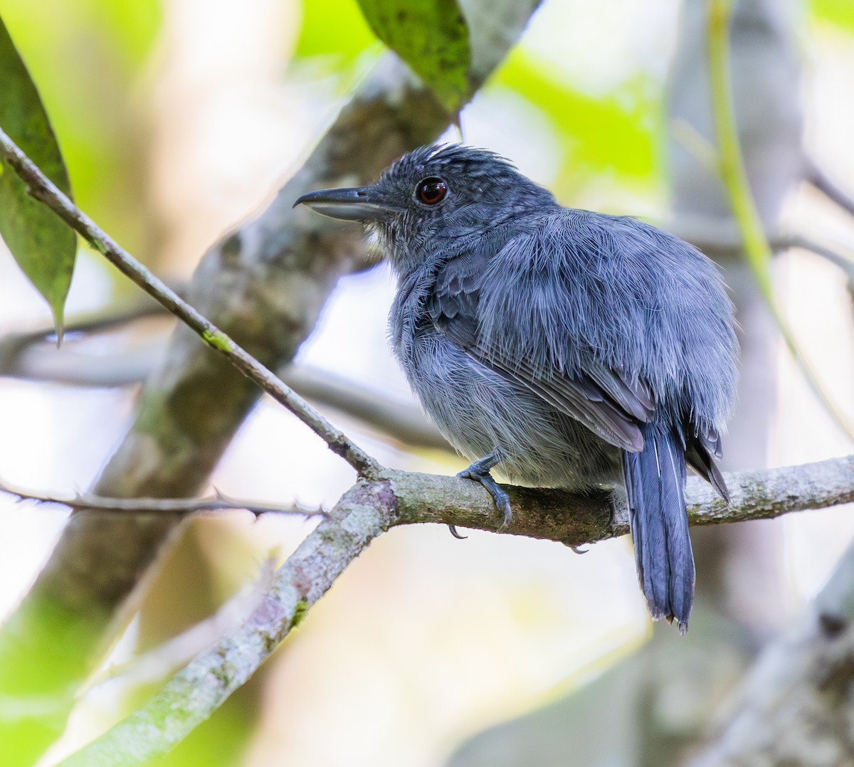 Plain-winged Antshrike - ML642827541