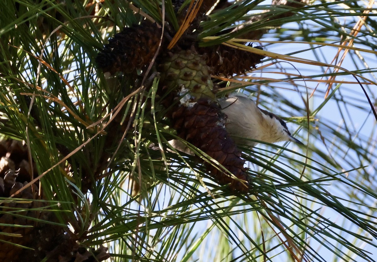 Brown-headed Nuthatch - ML642827553