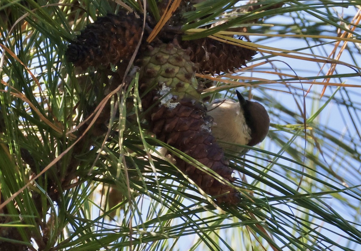 Brown-headed Nuthatch - ML642827554
