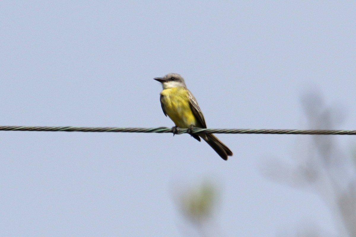 Tropical Kingbird - ML642827555