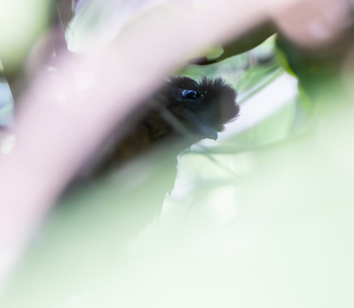 White-shouldered Antshrike - ML642827556