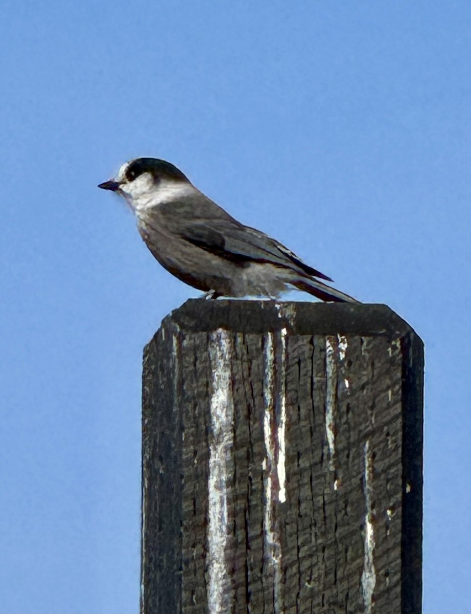 Canada Jay - ML642827560