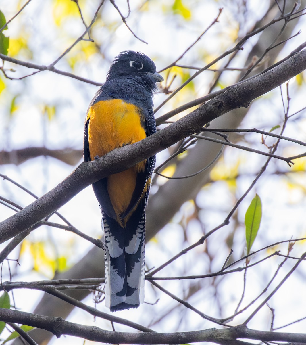 Trogon d'Amazonie - ML642827561