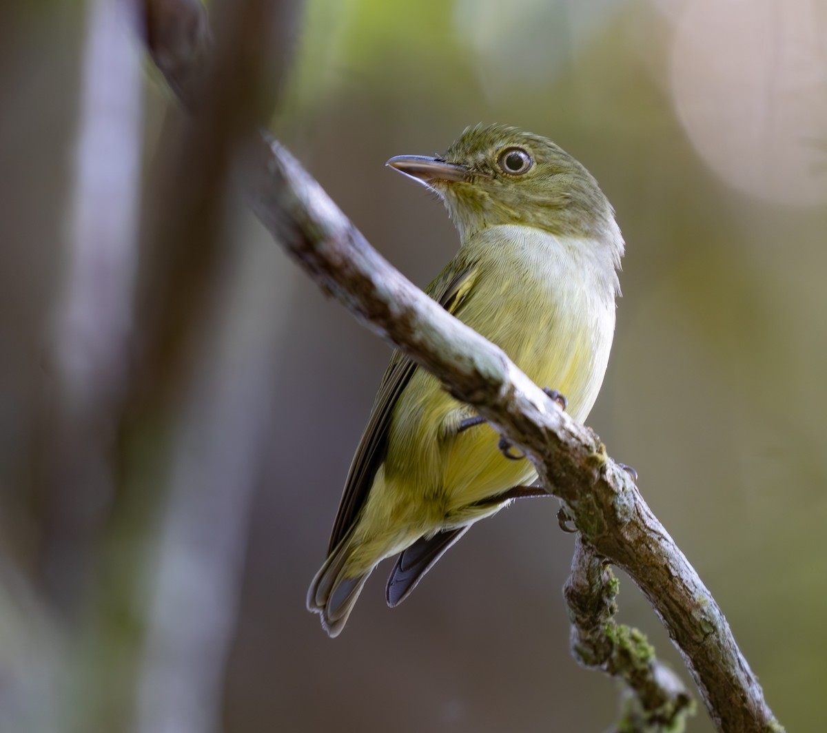 Dwarf Tyrant-Manakin - ML642827569