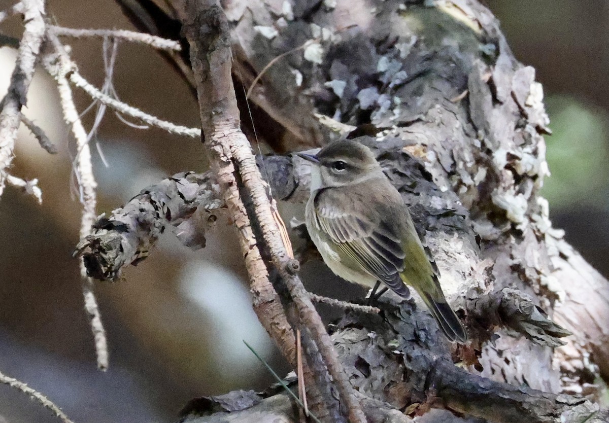 Palm Warbler - ML642827574